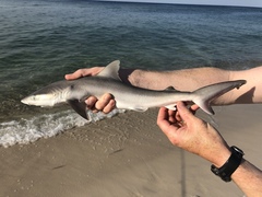 Carcharhinus acronotus