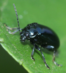 Agelastica coerulea
