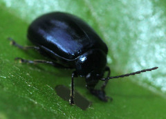 Agelastica coerulea