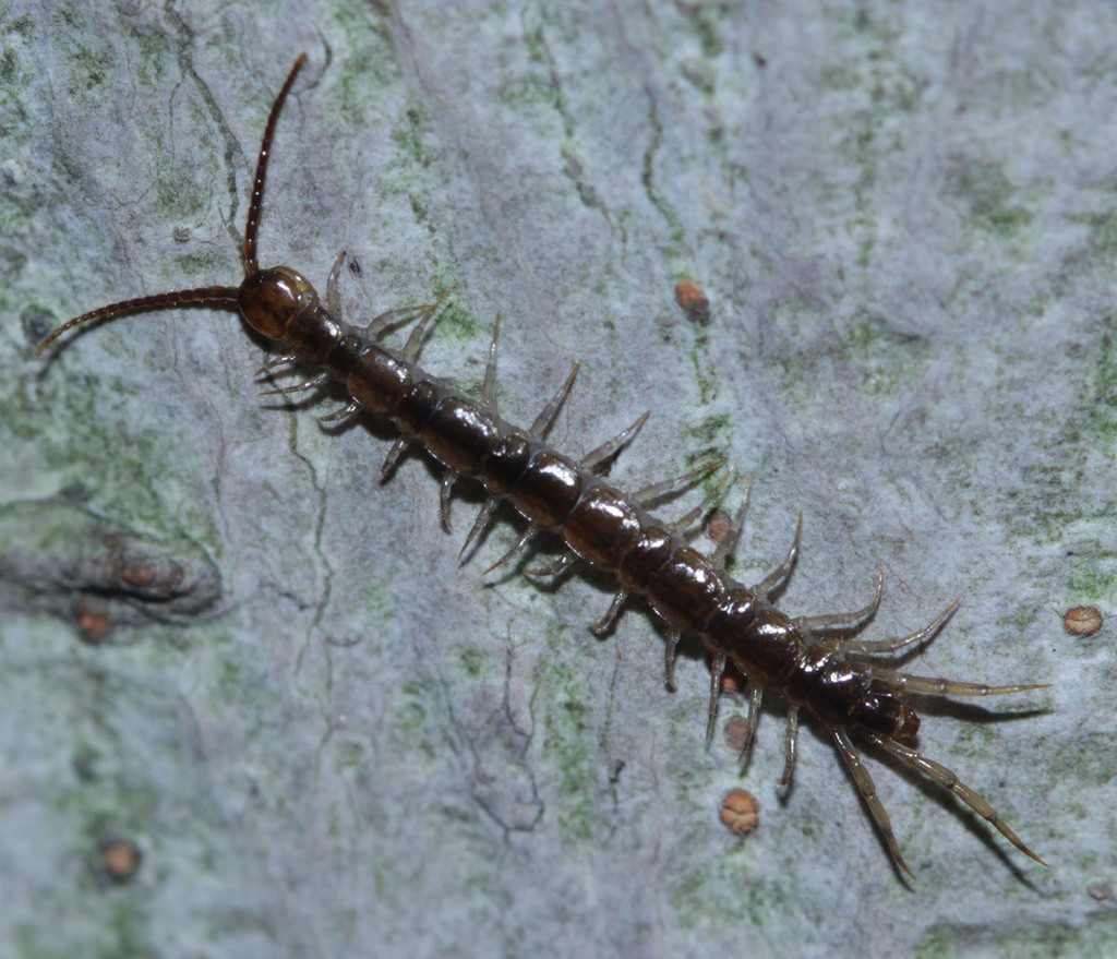 Typical Stone Centipedes from 5 Chome Shirokanedai, Minato City, Tokyo ...