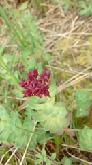 Rhodiola