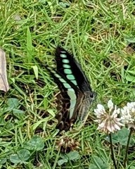 Graphium sarpedon nipponum