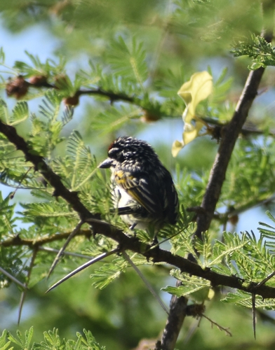 Northern Red-fronted Tinkerbird (Pogoniulus uropygialis), photo 10