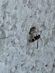 Hymenoptera