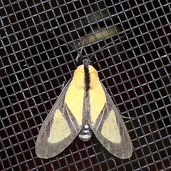 Xanthoarctia pseudameoides