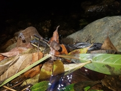 Lithobates juliani