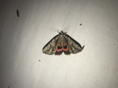 Catocala coccinata