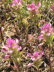 Orthocarpus cuspidatus cryptanthus