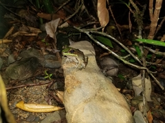 Lithobates vaillanti