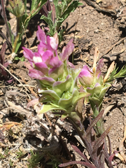 Orthocarpus cuspidatus cryptanthus