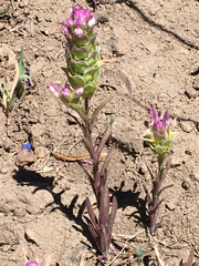 Orthocarpus cuspidatus cryptanthus