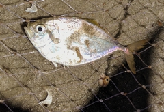 Chloroscombrus chrysurus