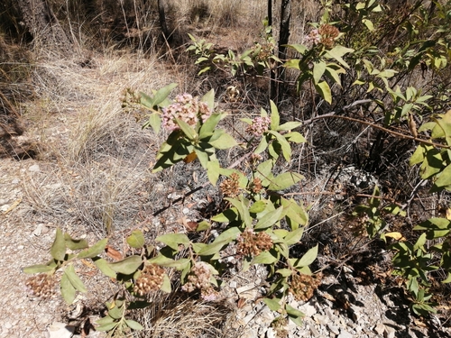 Tessaria fastigiata, photograph 3