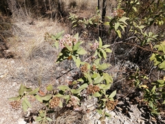 Tessaria fastigiata, photograph (c) René Alejandro Moscoso Miranda, some rights reserved (CC BY-SA)