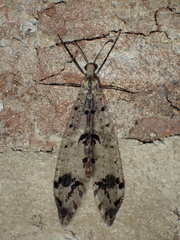 Dendroleon obsoletus