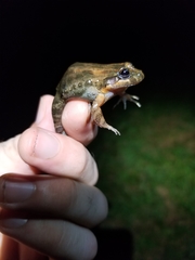 Leptodactylus melanonotus