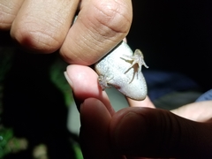 Leptodactylus melanonotus