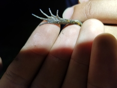 Leptodactylus melanonotus