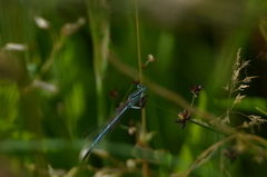Platycnemis pennipes