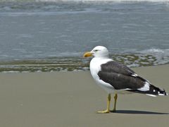 Larus dominicanus dominicanus