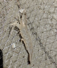 Penaeus