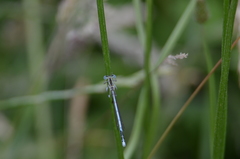 Platycnemis pennipes