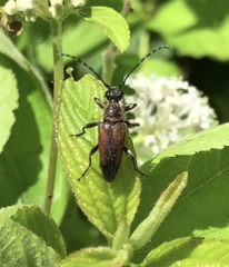 Brachyleptura