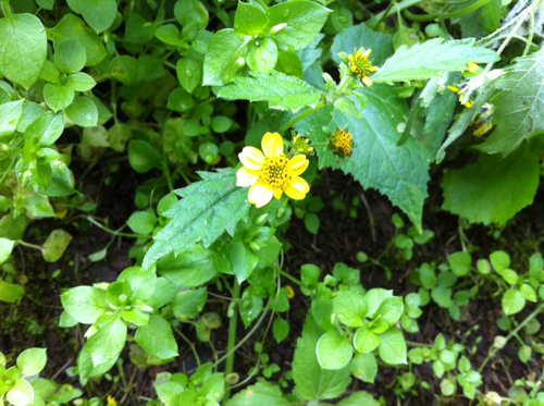 Lipochaeta remyi observed 2014-03-15