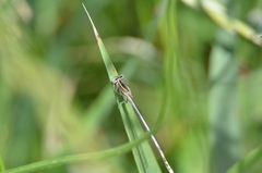 Platycnemis pennipes
