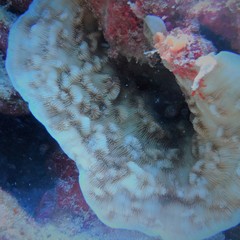 Leptoseris explanata