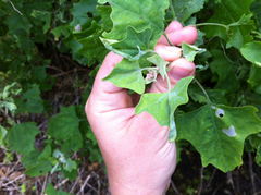Chenopodium oahuense
