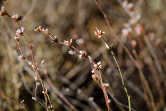 Limonium suffruticosum