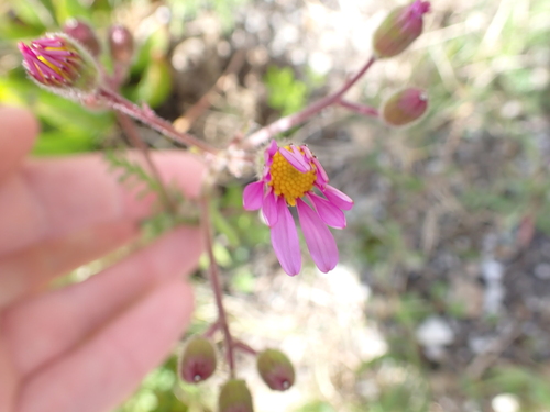 Image of Senecio arenarius by (c) Eugene Hahndiek, some rights reserved (CC BY-SA)