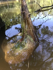 Pectinatella magnifica