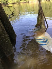 Pectinatella magnifica