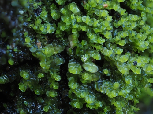 Solenostoma sphaerocarpum, 2024-09-19