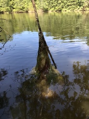 Pectinatella magnifica