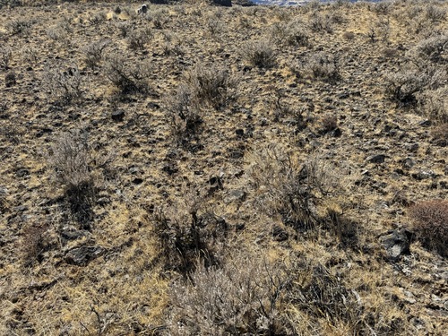 Image of Scabland Sagebrush (Artemisia rigida) by no rights reserved