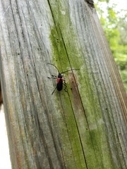 Purpuricenus humeralis