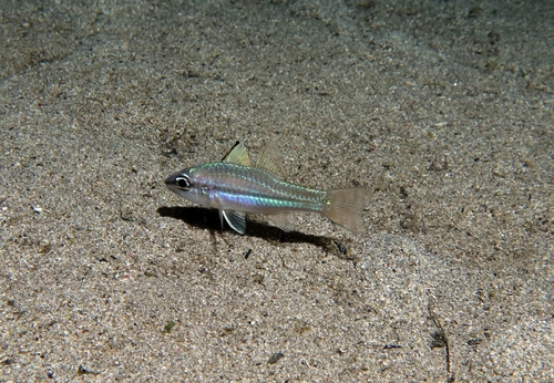 Pristiapogon abrogramma observed 2024-09-14