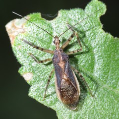 Castolus ferox