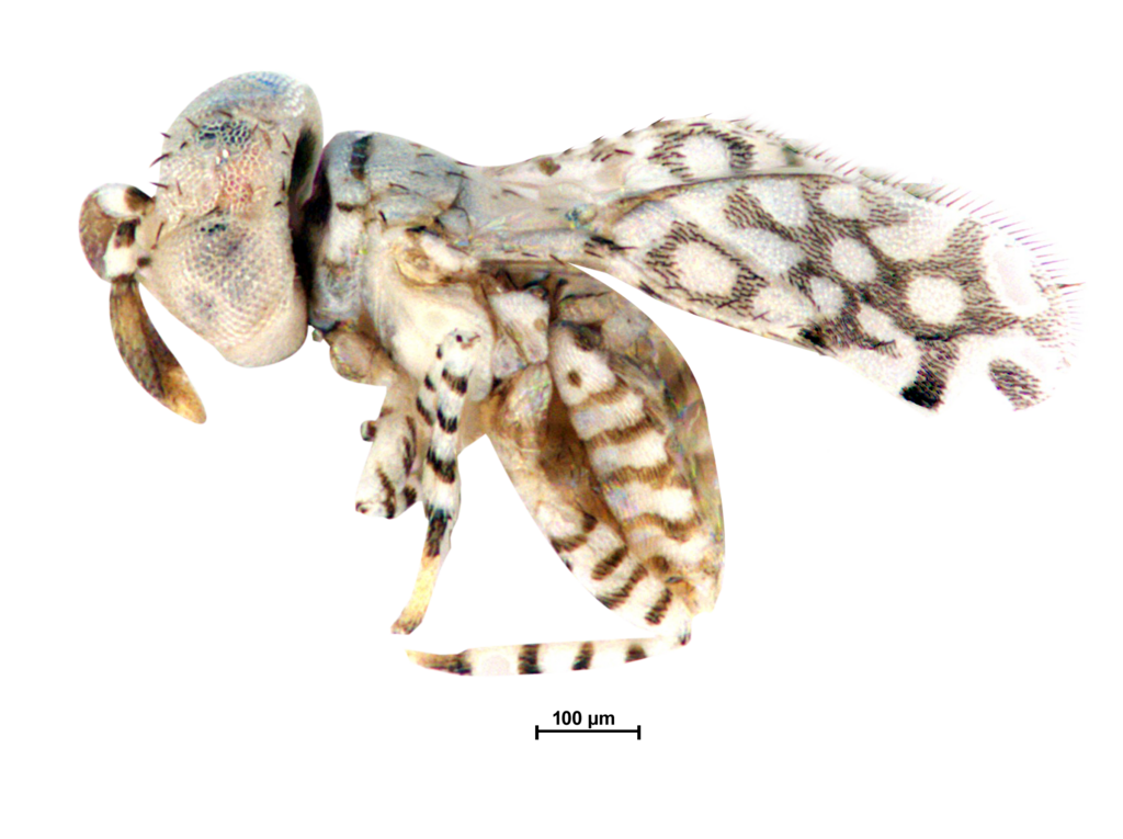 Marietta leopardina