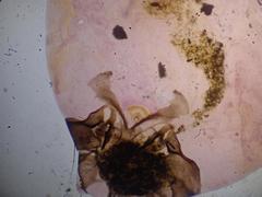 Blaste quadrimaculata