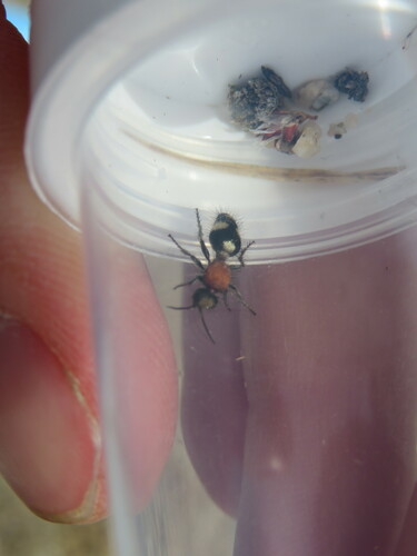 Dasylabris iberica