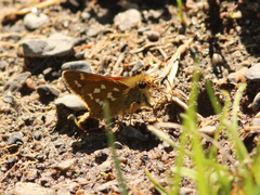 Hesperia comma laurentina