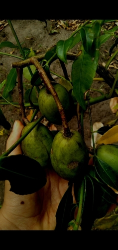Image of Spondias dulcis by (c) cristianol1456, some rights reserved (CC BY-SA)