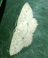 Cyclophora turneri