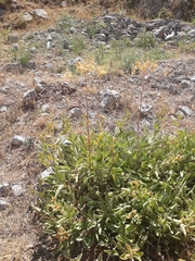 Peltaria angustifolia