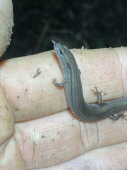 Calyptotis scutirostrum