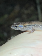 Calyptotis scutirostrum